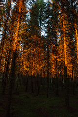 Sunset light at coniferous forest