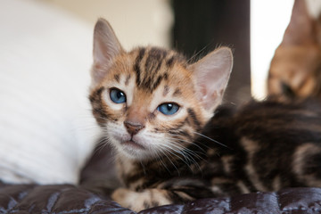 Cute bengal kitten at home
