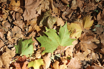 Plane tree platanus dry yellow brown green leaves autumn fall october