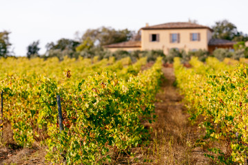 Fototapeta na wymiar house in vineyard