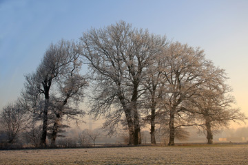 Kahle Bäume mit Reif im Abendlicht