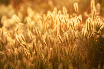 field of wheat