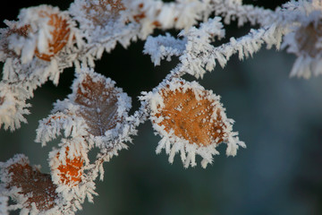 Hainbuche (Carpinus betulus),  Blätter mit Rauhreif