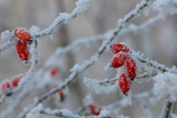 Hagebutte oder Hundsrose (Rosa canina) mit Rauhreif