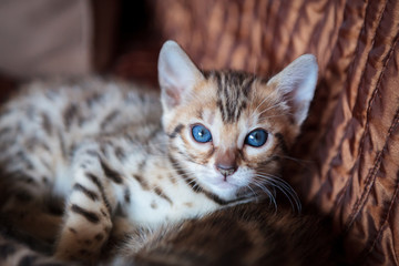 Cute bengal kitten at home