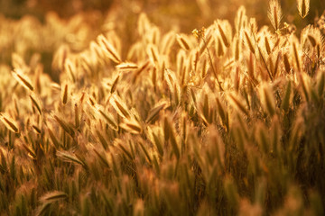 field of wheat