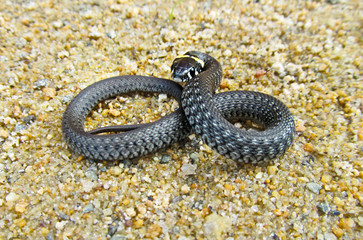Young grass snake crawling on the pebble sand. Portrait of little reptile.