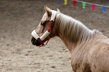 Portrait head shot closeup of a young saddle horse indoor