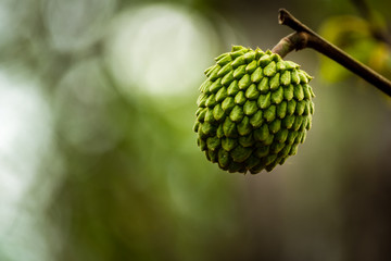 dragon fruit