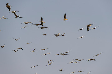Pélican blanc, .Pelecanus onocrotalus, Great White Pelican