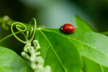 ladybug