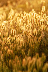 field of wheat