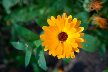 Calendula flower in garden
