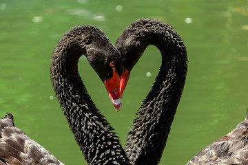 love birds black swan