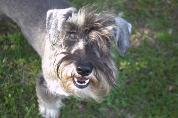 A funny portrait of a miniature schnauzer