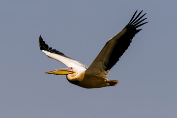 Pélican blanc, .Pelecanus onocrotalus, Great White Pelican