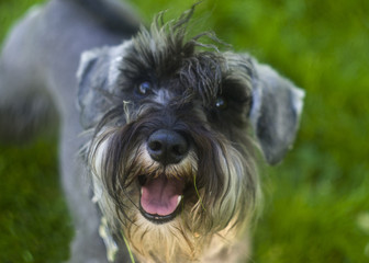 A funny portrait of a miniature schnauzer