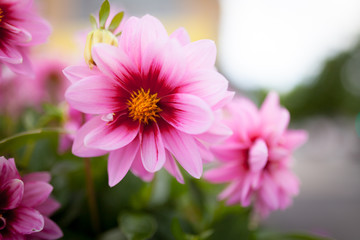Fototapeta premium Beautiful pink flower bush blooming