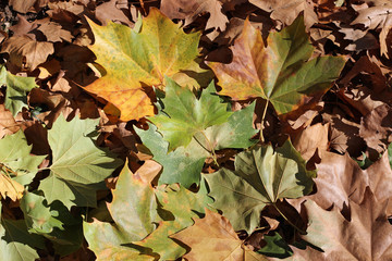 Plane tree platanus dry yellow brown green leaves autumn fall october