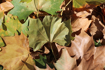Plane tree platanus dry yellow brown green leaves autumn fall october