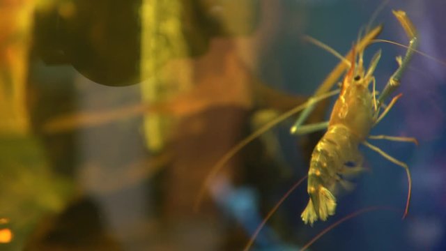 Udang Galah,Lobster,Macrobrachium rosenbergii in aquarium.