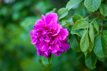 Purple rose blooming outdoors close view
