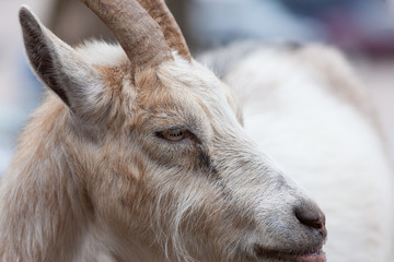 Goat outdoors at farm