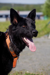 Portrait of  dog of  breed of German Shepherd in profil on  background of green grass