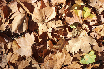 Plane tree platanus dry yellow brown green leaves autumn fall october