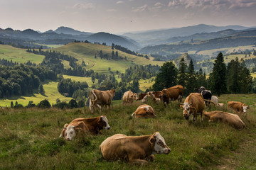 Fototapeta na wymiar Wypas krów w Pieninach,Jaworki, małopolska,Polska.