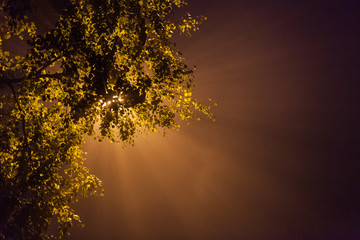 Street light through tree branch at foggy night