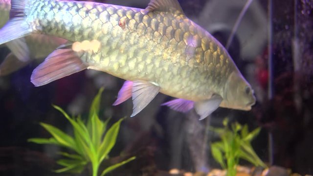 Kelah Or Empurau or Mahseer In Aquarium,Kelah (Malay) also known as Mahseer (Indian), Kurriah, Kukkhiah, Kajra in Southern India.