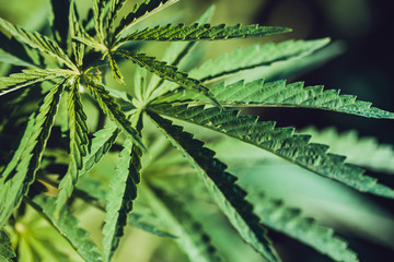 Hemp leaf closeup