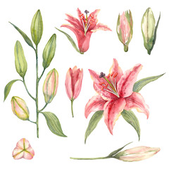 Set of Pink Stargazer Lilies and lily buds on a white background. - obrazy, fototapety, plakaty
