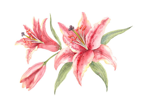 Bush Pink Stargazer Lilies on a white background.