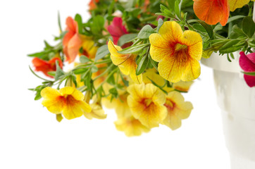 Zauberglöckchen (Calibrachoa)