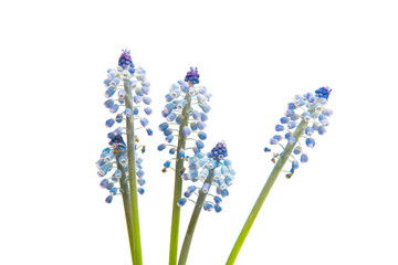 Obraz premium muscari isolated