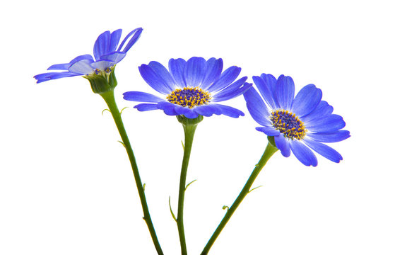 Fototapeta blue cineraria isolated