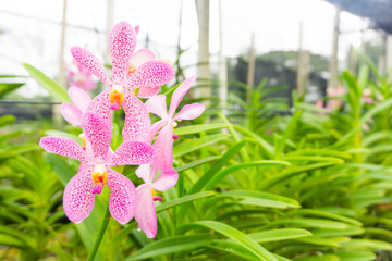 Ascocentrum curvifolium orchid,pink color blooming  in farm ready cut for send to flower market,colorful background