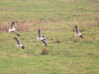 Greylag Geese In Flight