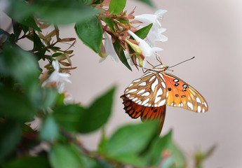Butterflies in the garden with wild flowers