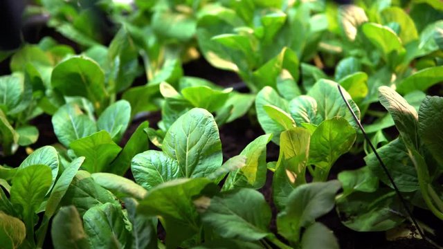 Pak Choi grown using hydroponic technique,a vegetable, often used in Chinese cooking, that has dark green leaves on thick white stems