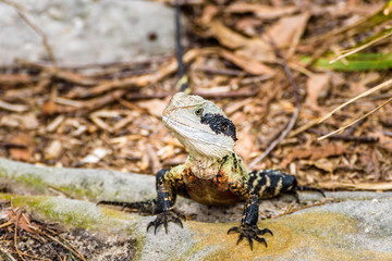 Australian water dragon, Manly Beach, Sydney, Australia.