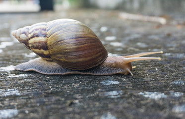 Snail walking on the road after raining day,it spit mucilage  that we can bring made cosmetic for face