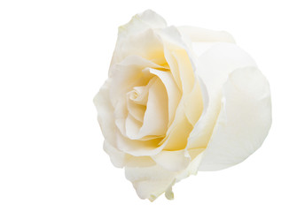 white rose isolated
