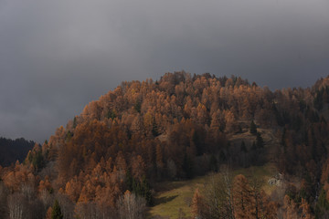 Fototapeta premium bosco autunno 