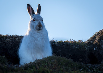 Mountain hare