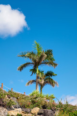 Fototapeta na wymiar Palm tree on beach Fuerteventura