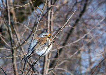 Fieldfare perching on the branch in the winter (Turdus pilaris)
