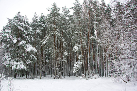 Fototapeta Winter coniferous forest covered by white snow